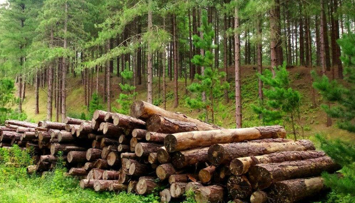 木材進(jìn)口報關(guān)