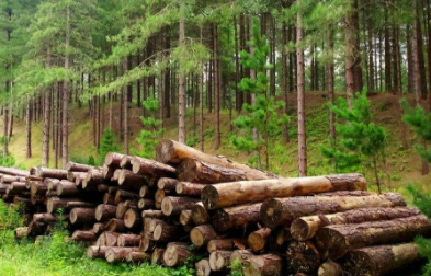 廣州貿(mào)易公司-微凹黃檀進(jìn)口報關(guān)案例