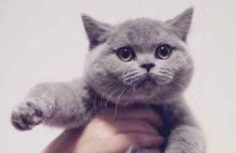 寵物食品進(jìn)口報關(guān)要求及流程是什么您都知道嗎？