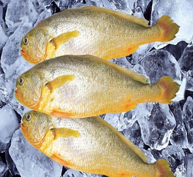 烏拉圭小黃魚(yú)進(jìn)口報(bào)關(guān)