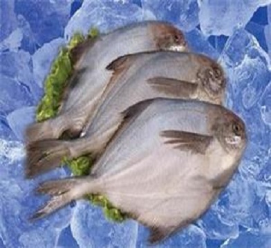 冷凍魚(yú)進(jìn)口